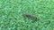 Millipede walking on grass