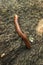 Millipede walking on rocks