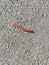 Millipede are walking on the street