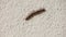 millipede walking on the wall