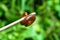 Millipede went out to roll on the branch on the background is bokeh.