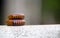 The millipede on wood. Macro of orange and brown millipede