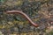 Millipede on the wood of rainforest