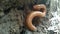 Millipedes