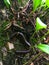 Millipedes on the coconut trees near the ferns,