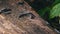 Millipedes Crawl Over an Old Rotten Log and Mate in the Forest Close-Up