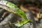 Millipedes crawling with dry leaves