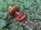 Millipedes defend themselves.