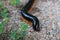 Millipedes on the garden searching