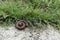 Millipedes on the natural ground