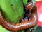 Millipedes are an order of members of invertebrates belonging to the phylum Arthropoda, class Myriapoda.