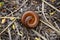 Millipedes are protected on the dry grass.