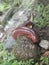 millipedes are in the rocks