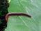 millipedes slither on the leaves