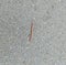 Millipedes walk on wet asphalt