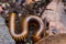 A millipedes walking for food on the ground