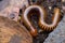 A millipedes walking on the ground