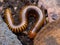 A millipedes walking on the ground