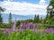 Millstaettersee - A lush Alpine meadow with purple wild flowers in Austria. There are high mountains in the back.