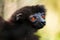 Milne-Edwards`s Sifaka - Propithecus edwardsi