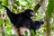 Milne-Edwards Sifaka in Madagascar forest