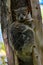 Milne edwards sportive lemur - Lepilemur edwardsi, Madagascar nature