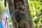 Milne edwards sportive lemur - Lepilemur edwardsi, Madagascar nature