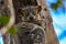 Milne edwards sportive lemur - Lepilemur edwardsi, Madagascar nature