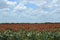 A milo sorghum field on a south Texas farm