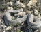 Milos viper, Cyclades blunt-nosed viper, Macrovipera schweizeri