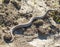 Milos viper, Cyclades blunt-nosed viper, Macrovipera schweizeri