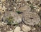 Milos viper, Cyclades blunt-nosed viper, Macrovipera schweizeri