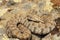 Milos viper, full length wild animal