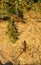 milos wall lizard, Podarcis milensis