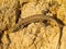 milos wall lizard, Podarcis milensis