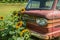 Milton, Georgia USA - June 26, 2021 Rusty vintage Chevy corvair truck in a sunflower field closeup
