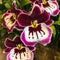 Miltonia and Miltoniopsis Pansy Orchids