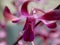 Miltonia orchid flower