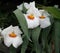 Miltonia Or Pansy Orchid In Bloom