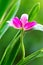 Miltonia pink orchid flower with dew drops on green background