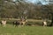 Milu Deer also lnown as Pere David`s Deer Elaphurus davidianus grazing in a field at the edge of woodland.