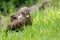 Milvus migrans black kite