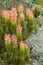 Mimetes cucullatus, or Rooistompe, Kirstenbosch Botanical Garden, Western Cape, South Africa