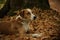 Mimetic dog in the autumn forest