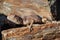 Mimetic lizard at Petrified Forest, Khorixas, Namibia