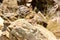 Mimetic lizard at Petrified Forest, Khorixas, Namibia