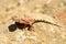 Mimetic lizard at Petrified Forest, Khorixas, Namibia