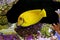 Mimic Lemon Peel Tang - Acanthurus pyroferus