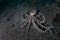 Mimic Octopus on Black Sand in Lembeh Strait