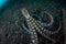 Mimic Octopus in Lembeh Strait